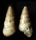 Cochlicella&nbsp;acuta